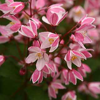 Deutzia yuki Cherry Blossom #2