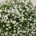 Deutzia yuki Snowflake #1.5