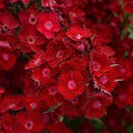 Dianthus barbatus Rockin' Red 1 qt