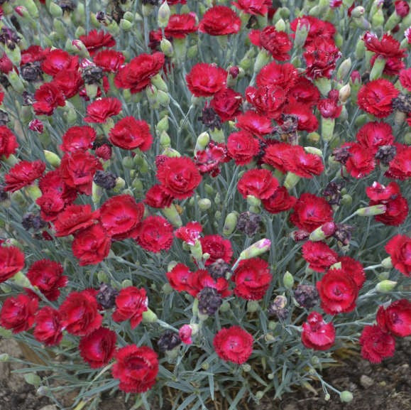 Dianthus Electric Red #1