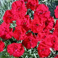 Dianthus Fire Star 1 qt