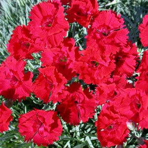 Dianthus Fire Star 1 qt
