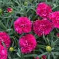 Dianthus Funky Fuchsia PW#1