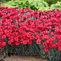 Dianthus Maraschino PW#1