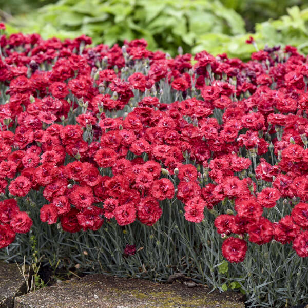 Dianthus Maraschino PW#1