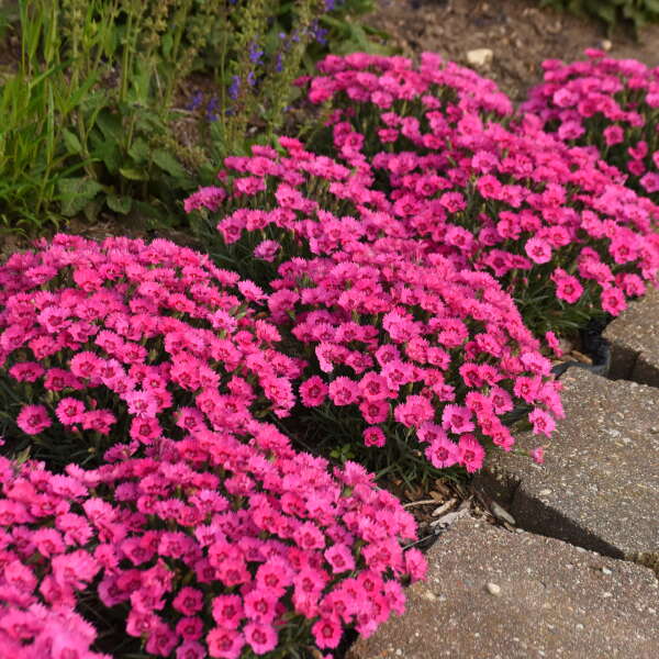 Dianthus Paint the Town Fancy PW#1