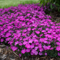 Dianthus Paint the Town Fuchsia PW#1