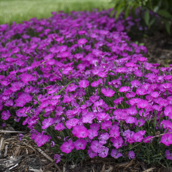 Dianthus Paint the Town Fuchsia PW#1