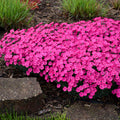 Dianthus Paint the Town Magenta PW#1