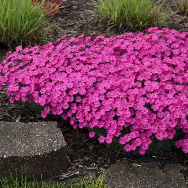 Dianthus Paint the Town Magenta PW#1