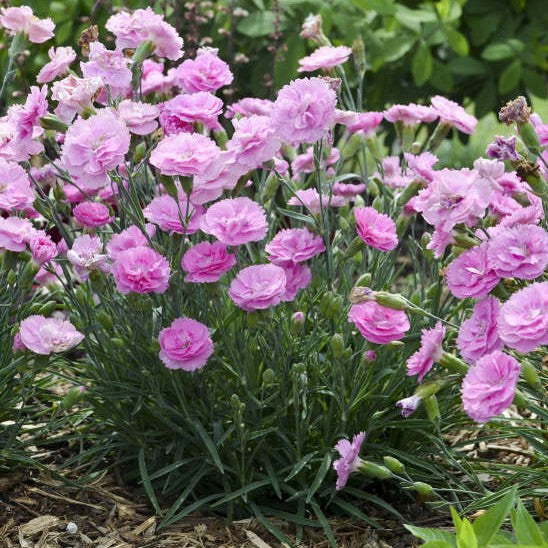 Dianthus Sweetie Pie PW#1