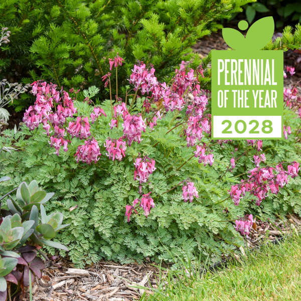 Dicentra Pink Diamonds PW#1