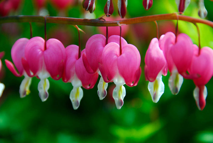 Dicentra spectabilis #1