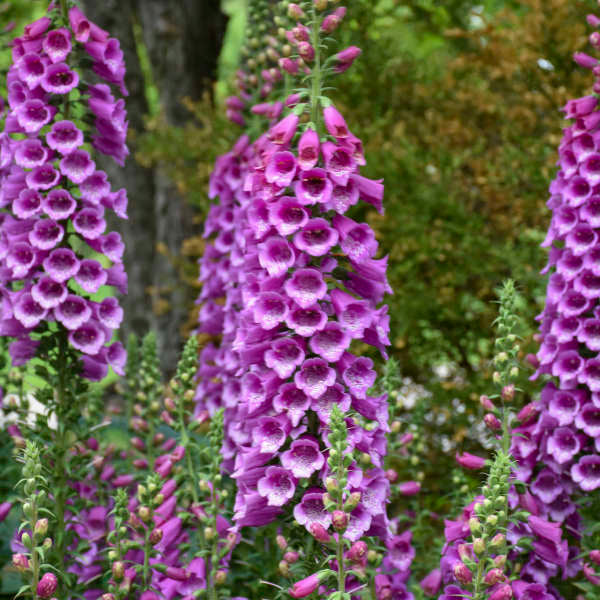 Digitalis Dalmation Purple #1