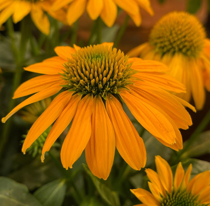 Echinacea Artisan™ Yellow Ombre #1
