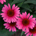 Echinacea Coral Craze #1