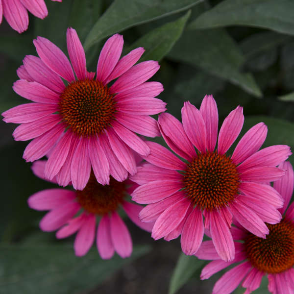 Echinacea Coral Craze #1