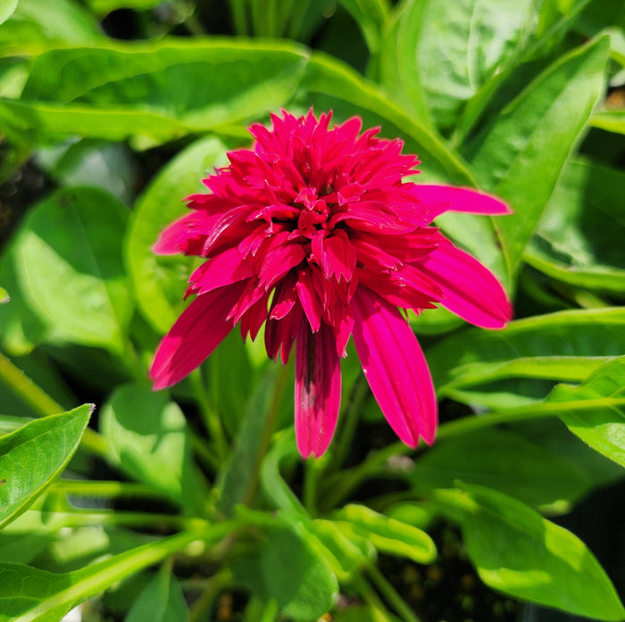 Echinacea DS Strawberry Deluxe #1