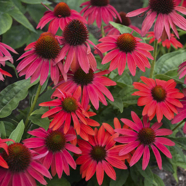 Echinacea Firefinch™ PW#1