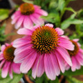 Echinacea French Tips #1