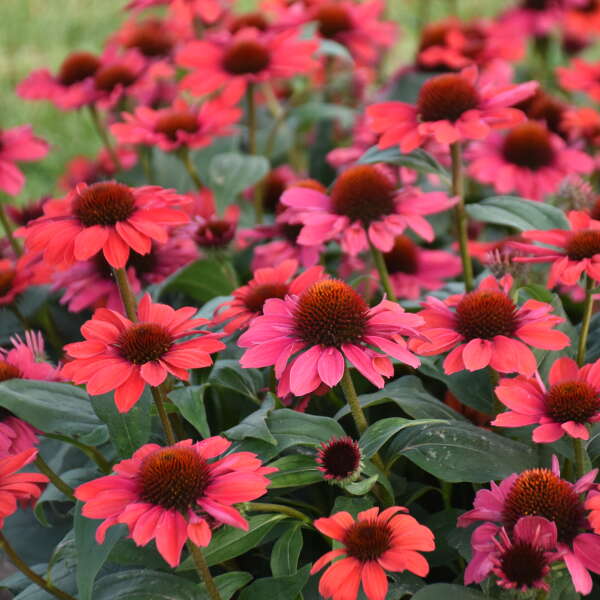 Echinacea Knock 'em Red PW#1
