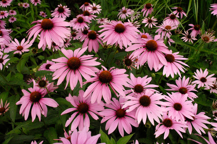 Echinacea Magnus #1