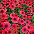 Echinacea Panama Red #1
