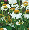 Echinacea PowWow White #1