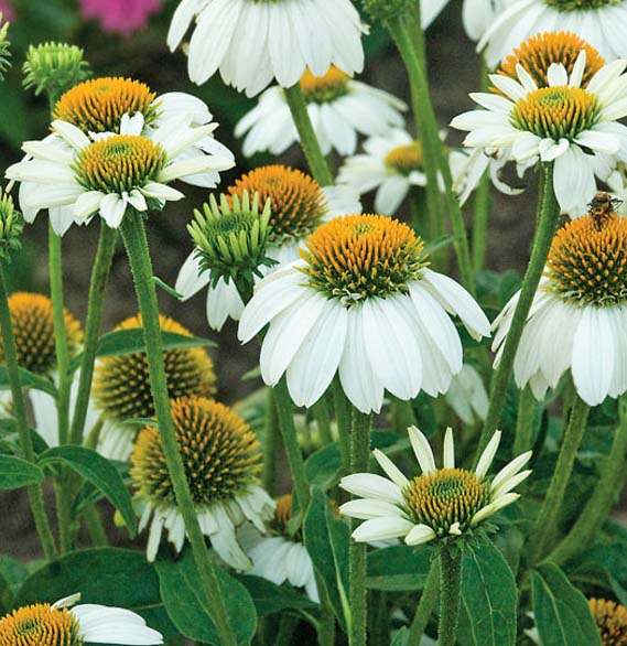Echinacea PowWow White #1