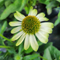 Echinacea Prima Lime #1