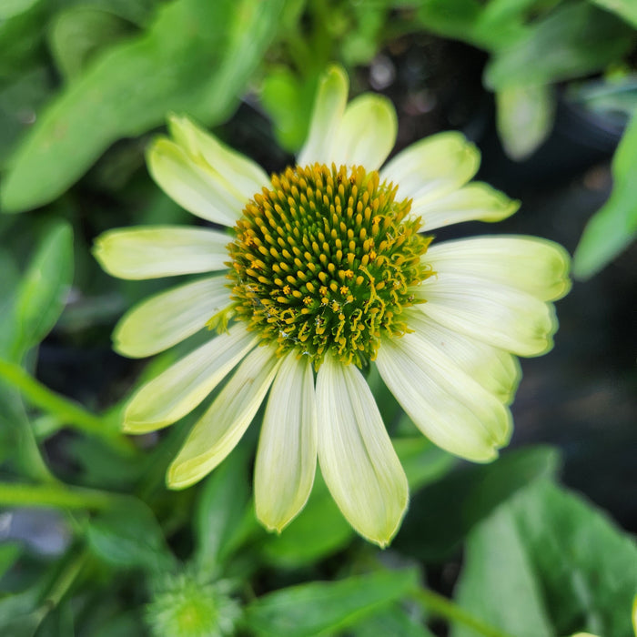 Echinacea Prima Lime #1