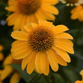 Echinacea Sombrero Granada Gold #1