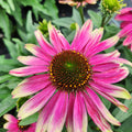 Echinacea Sweet Sandia #1