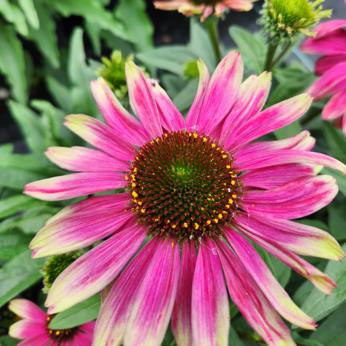 Echinacea Sweet Sandia #1
