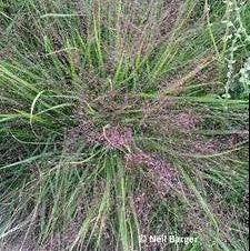 Eragrostis spectabilis #1
