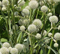 Eryngium yuccifolium #1