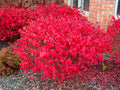 Euonymus a compactus 2.5'