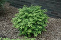 Euonymus a Little Moses #5