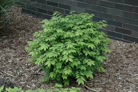 Euonymus a Little Moses #5