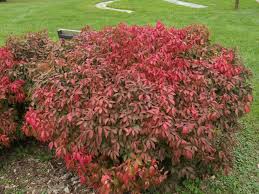 Euonymus a Rudy Haag #3