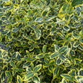 Euonymus Gold Splash #2