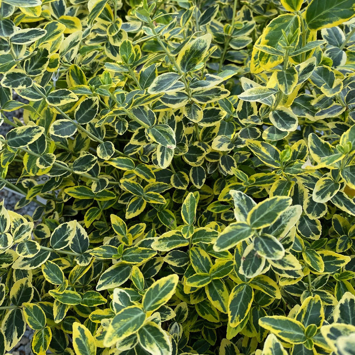 Euonymus Gold Splash #2
