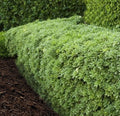 Euonymus Manhattan #3