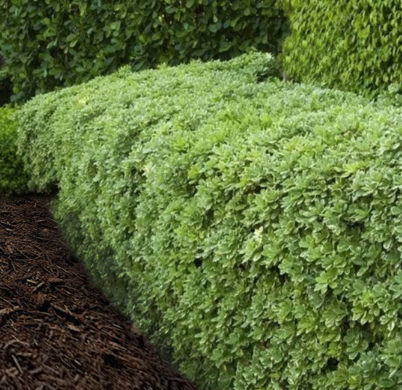 Euonymus Manhattan #3