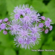 Eupatorium coelestinum #1