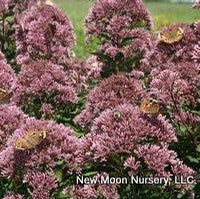 Eupatorium dubium #1