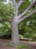 Fagus grandifolia #15