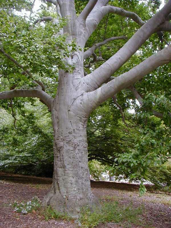 Fagus grandifolia #15