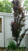 Fagus s Dawyck Purple 6'
