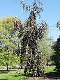 Fagus s Purple Fountain #10